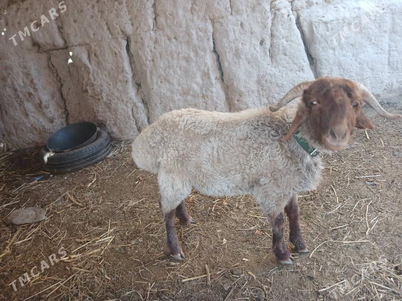 goc - Дашогуз - img 1