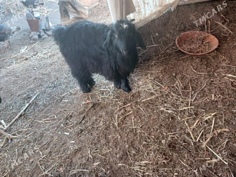 owlak - Daşoguz - img 1