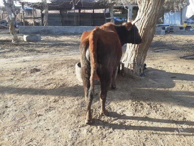 yetik bogaz sygyr - Сакар - img 1