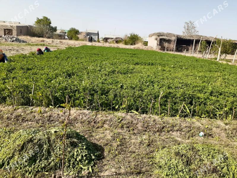 jay satlyk - Dänew - img 1