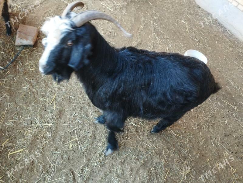 Geçi Yaşajyk - Мары - img 1