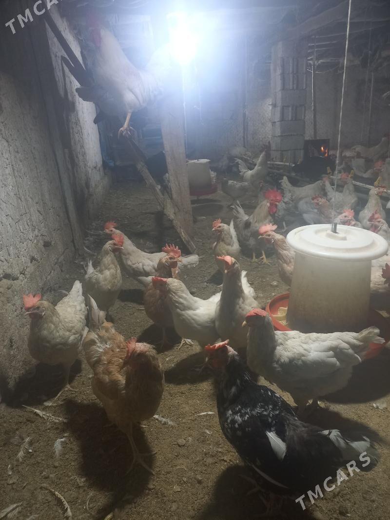 sendy towyk - Ак-Бугдайский этрап - img 1