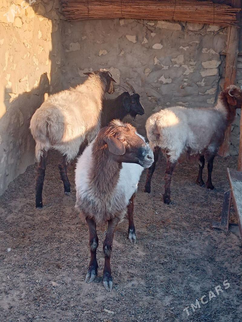 goýun - Bereket - img 1