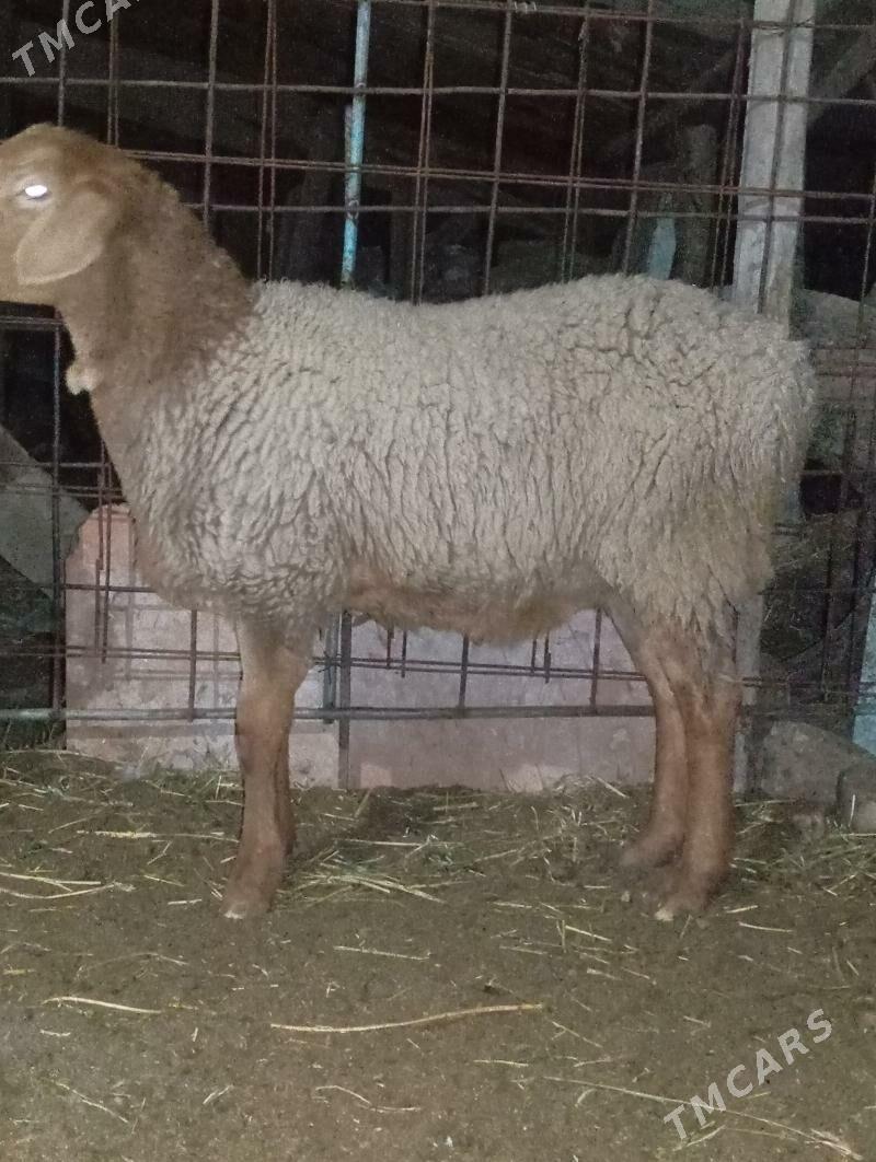 koçkar - Туркменабат - img 1