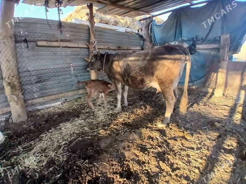 saglyk sygyr - Сакар - img 1