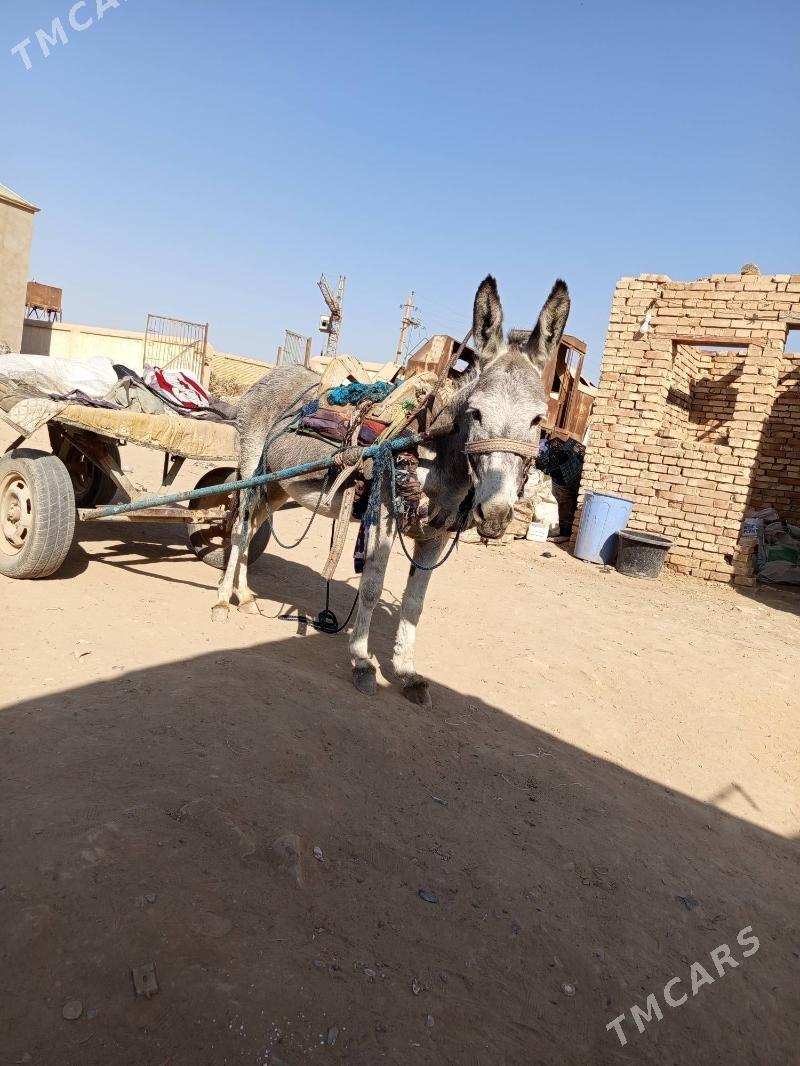 esek hem arawa - Baýramaly - img 1