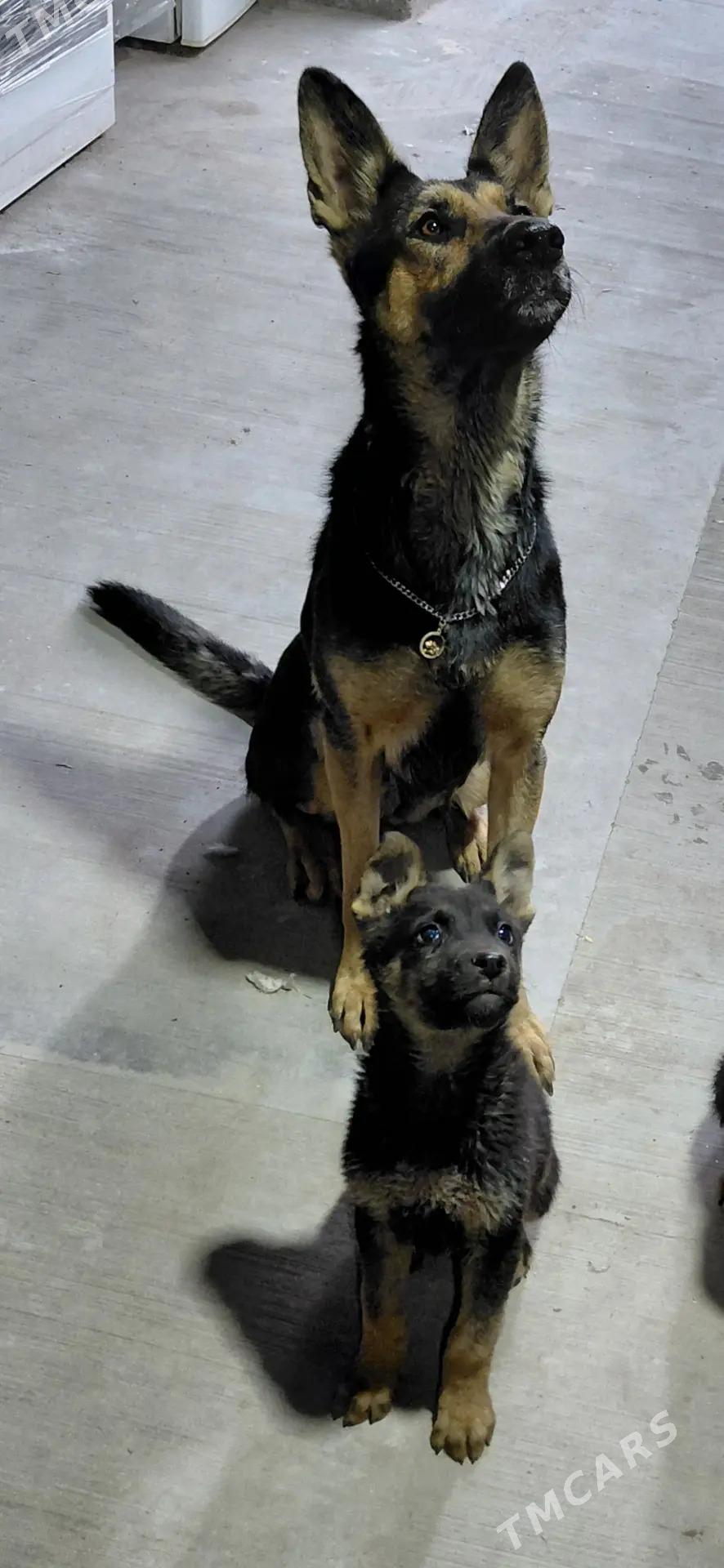 afçarka - Türkmenabat - img 1