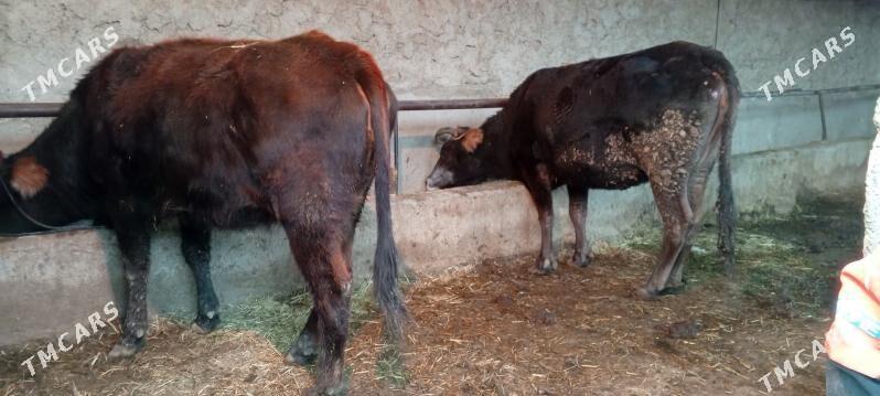 sygyr tuwe semiz - Bäherden - img 1