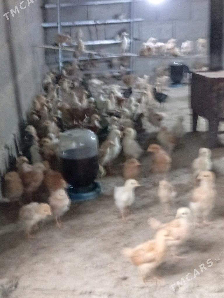 Satlyk juyjeler ordekler - Bäherden - img 1