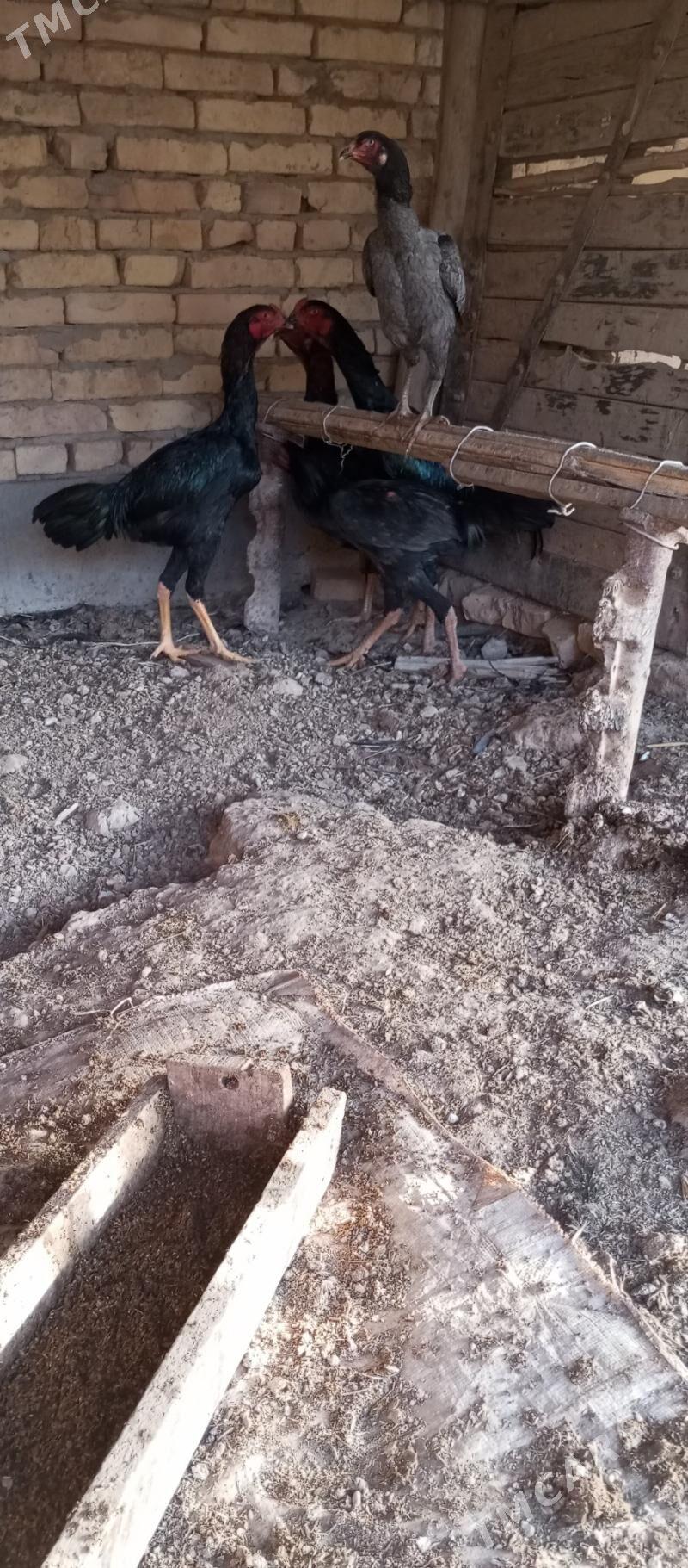 baýasy horaz - Саят - img 1