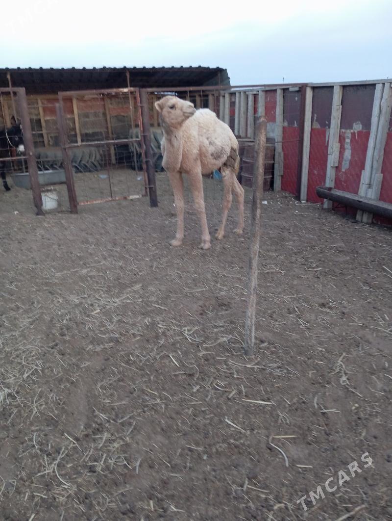 erke torym - Эсенгулы - img 1