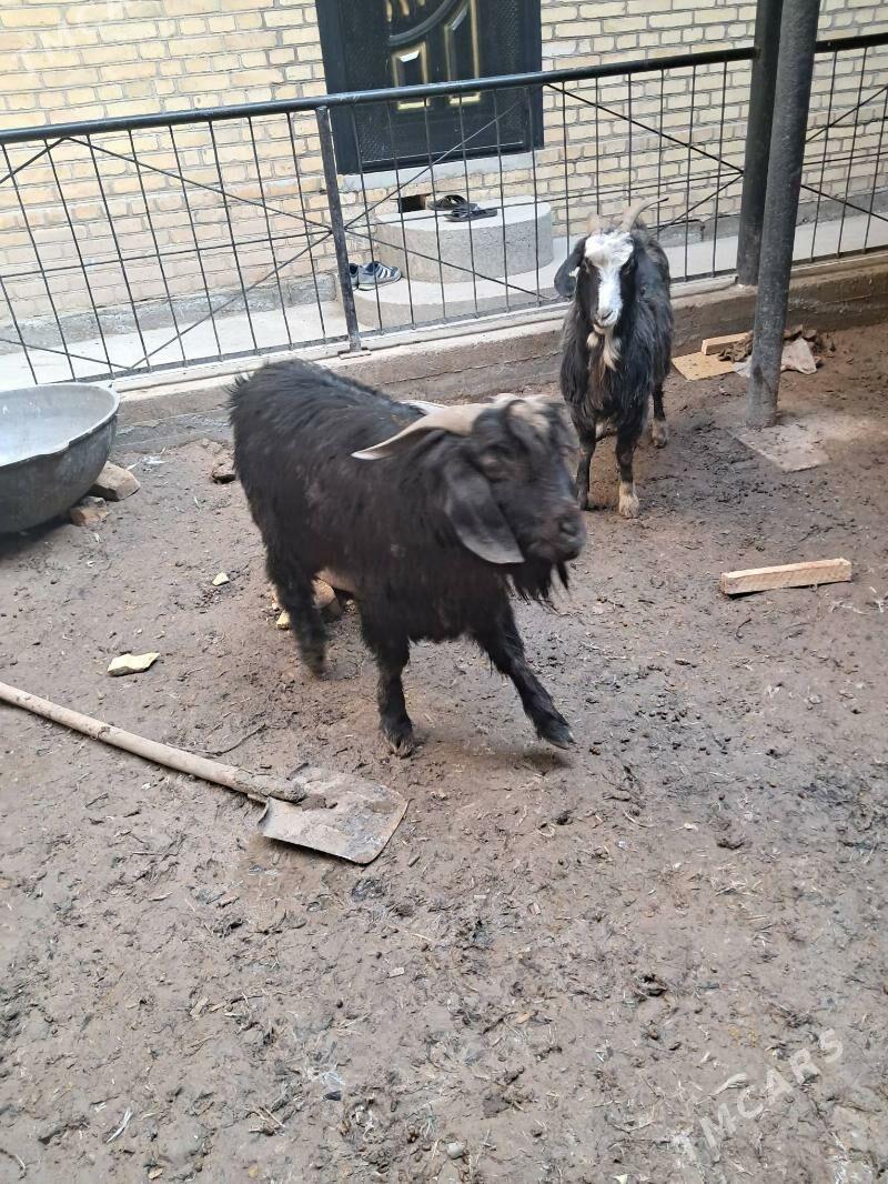 geciler - Türkmenabat - img 1