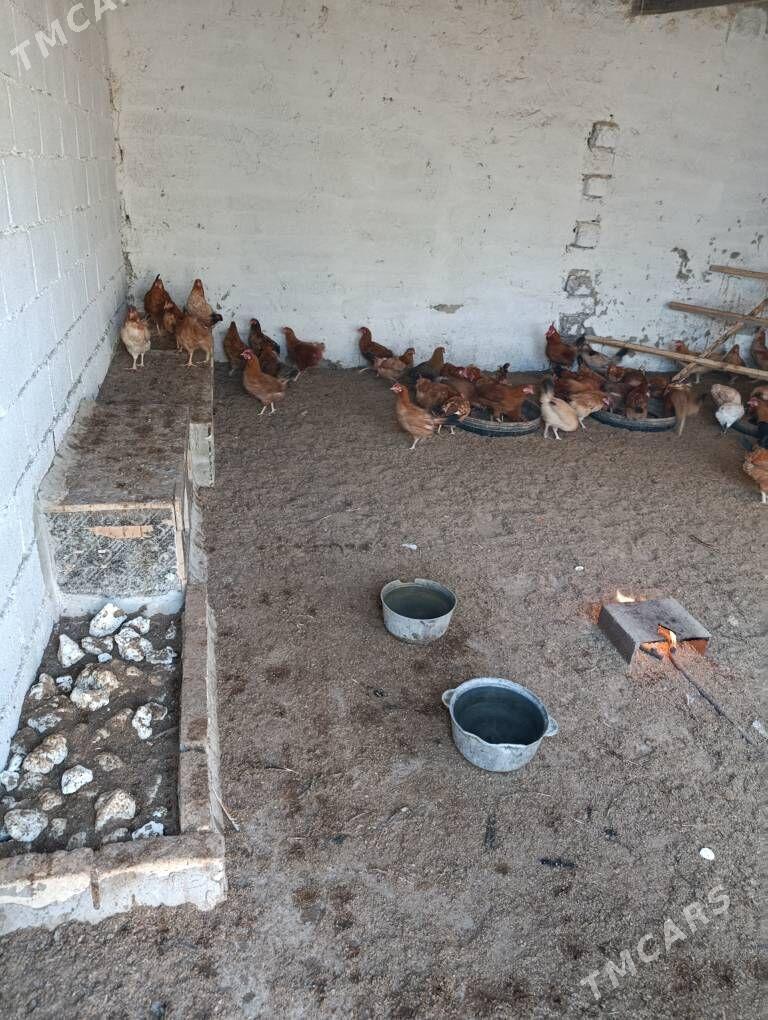 guzlayjy towuklar - Gökdepe - img 1