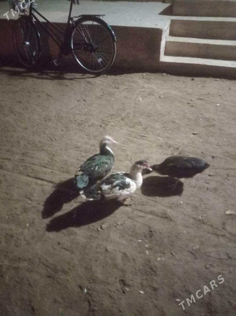 Indawutga - Сакарчага - img 1