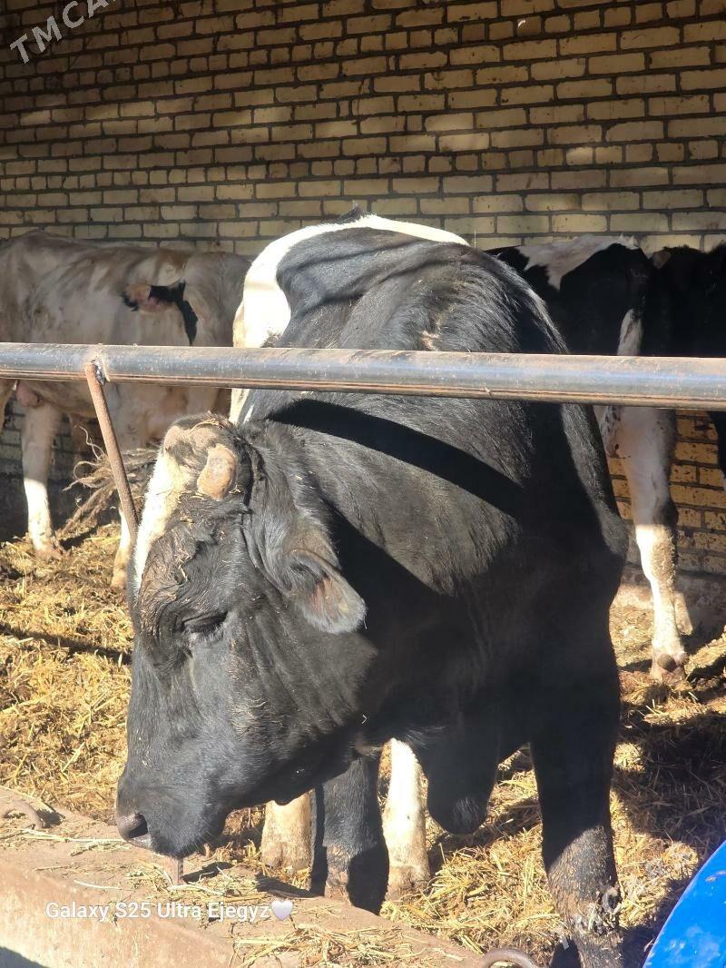 OKIZLER - Saýat - img 1