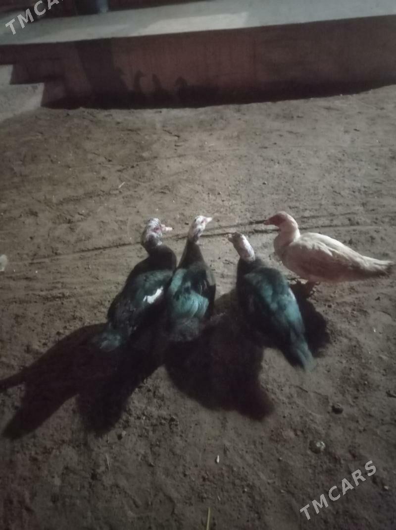 Induwutga erkek - Sakarçäge - img 1