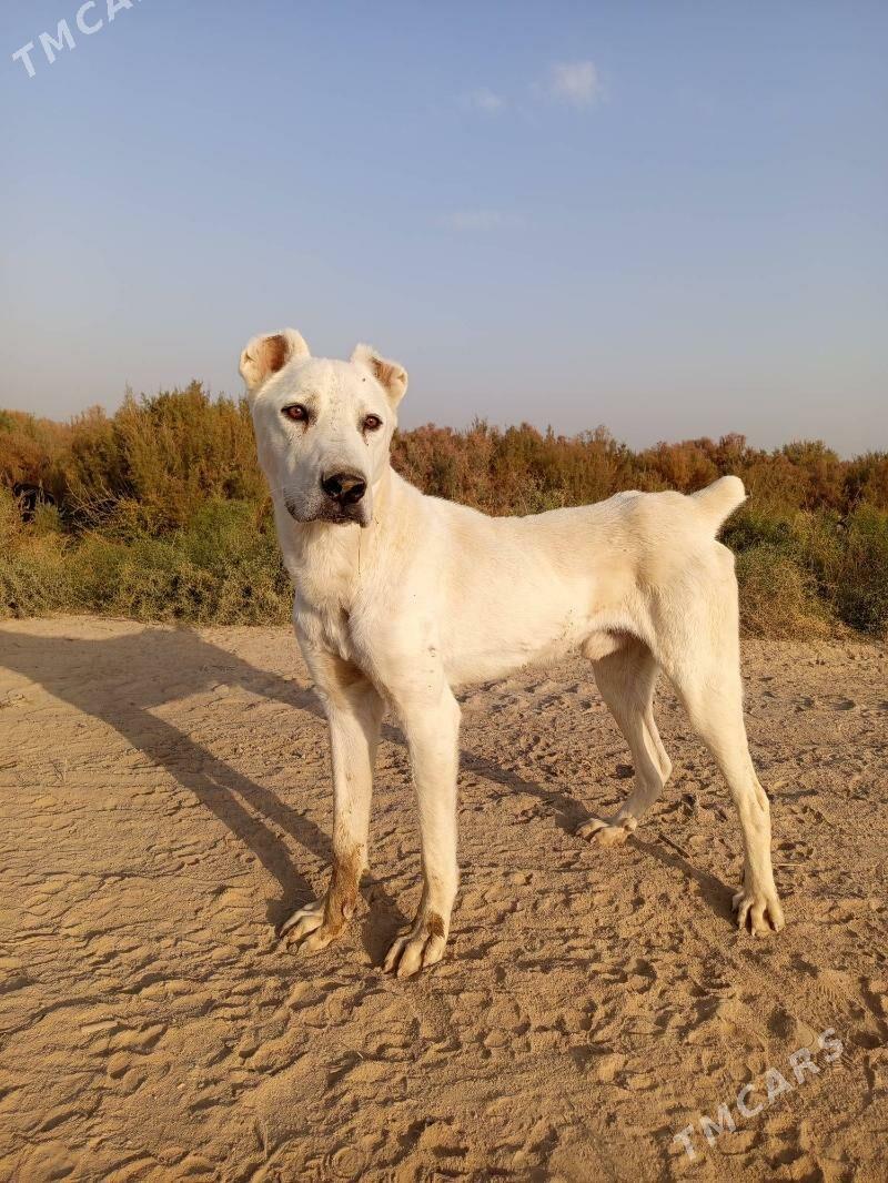 tTùrkmet iti - Wekilbazar - img 1