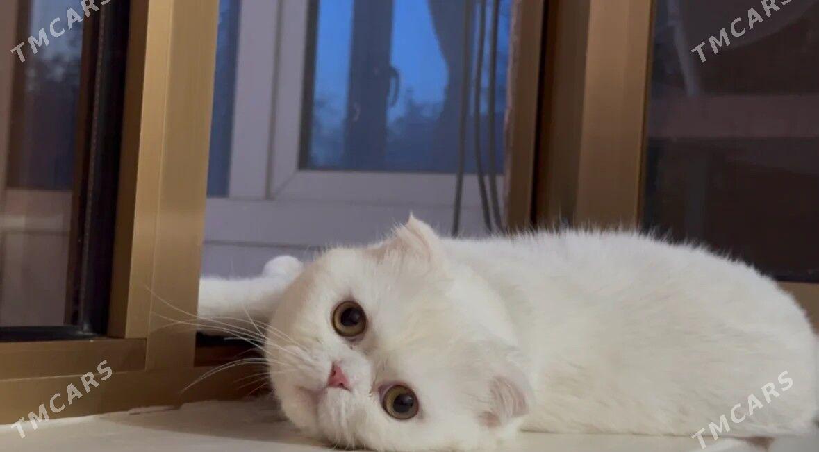 шотландский вислоухий кот - Туркменабат - img 1