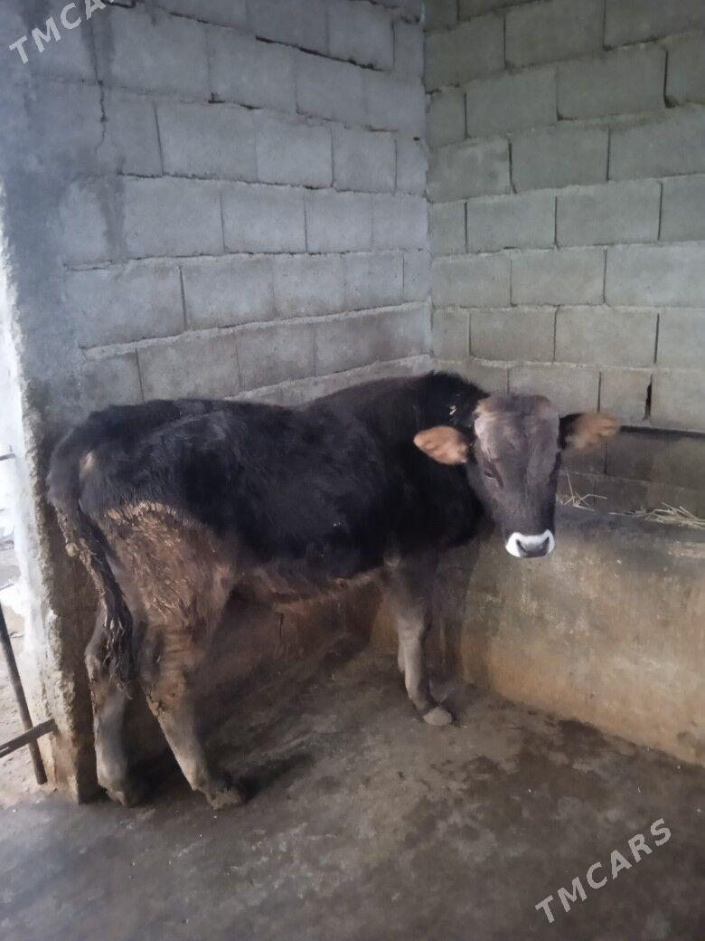 okuzce - Kaka - img 1