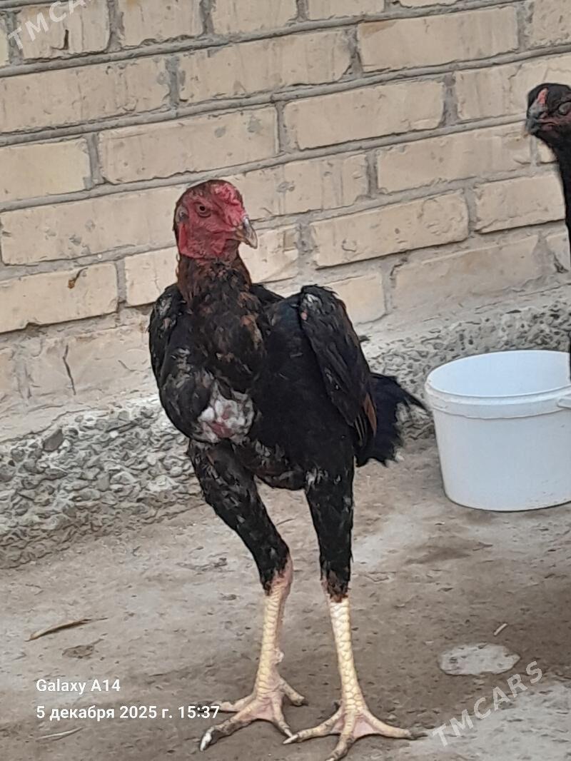 Bayes - Дянев - img 1