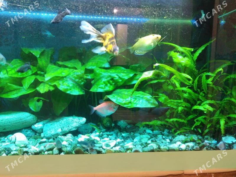 Аквариум с рыбками - Aşgabat - img 1
