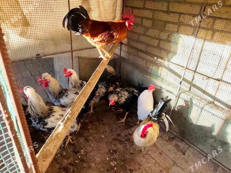 Horaz - Farap - img 1