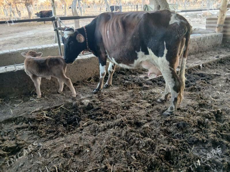 saglyk sygyr - Sakar - img 1