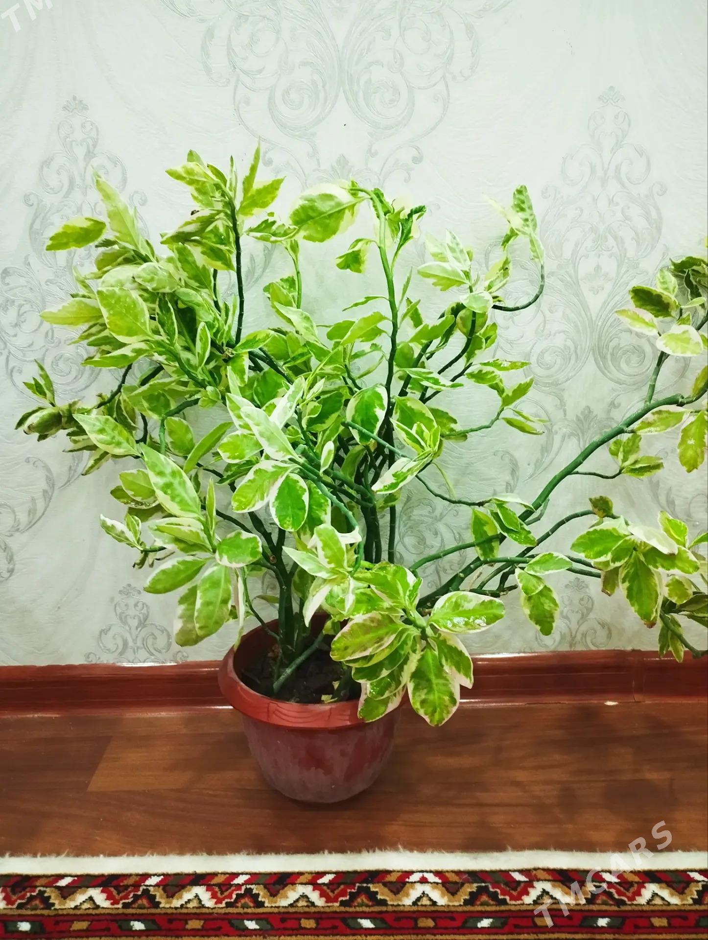 Цветок ,,Педилантус " - Mary - img 1