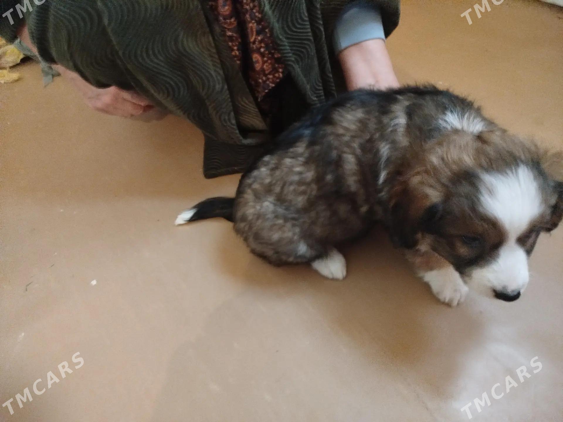 БЕСПЛАТНО щенки - Türkmenabat - img 1