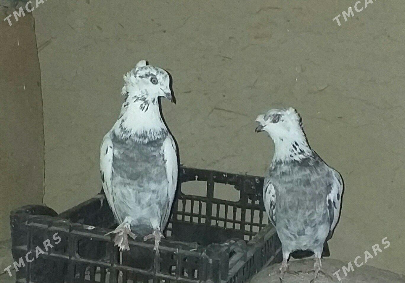 Kepderi. - Акдепе - img 1