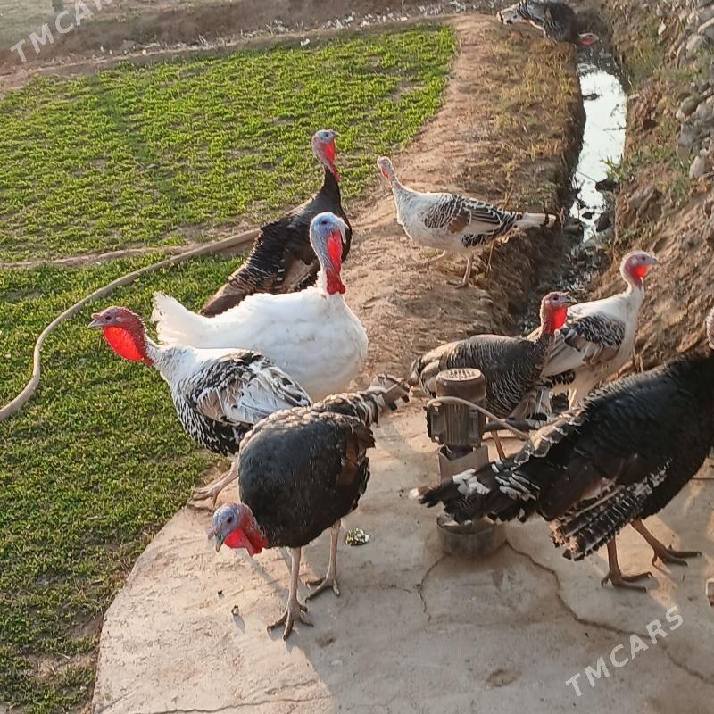 i dukinduk - Сакарчага - img 1