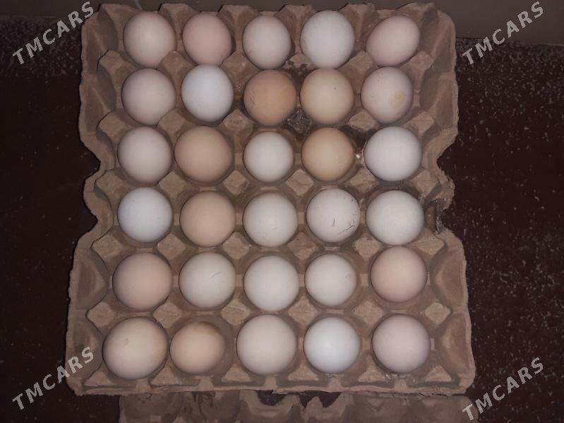 yumurtga - Ашхабад - img 1