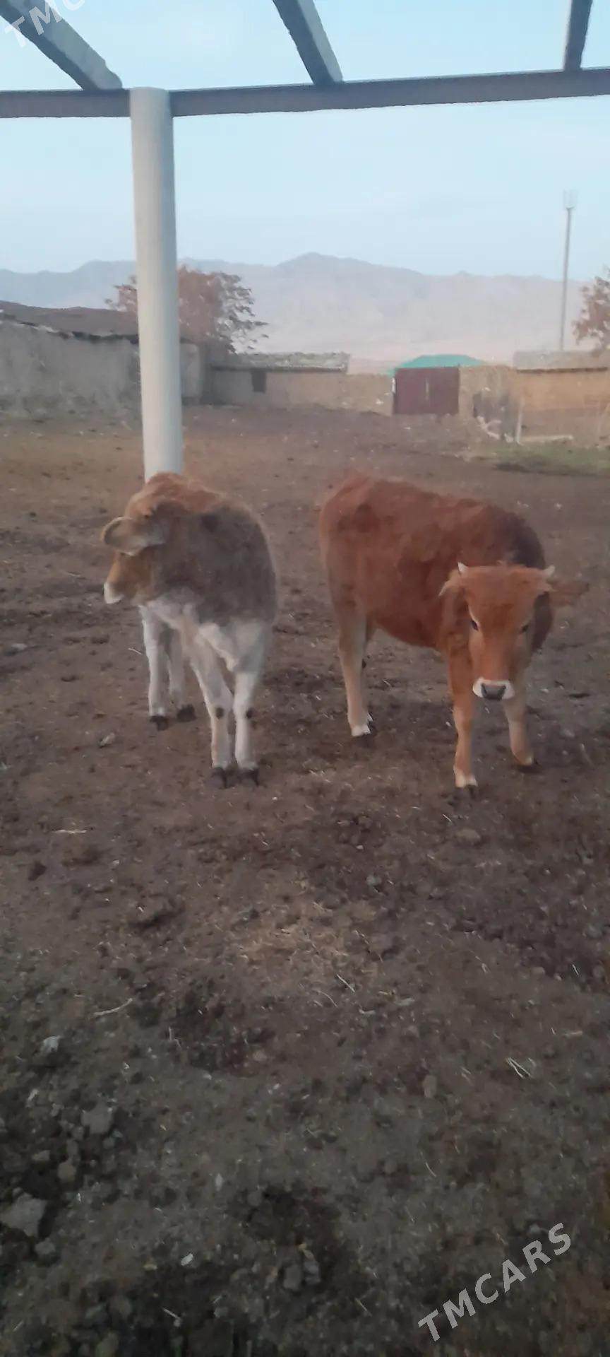 Tüwe - Bäherden - img 1