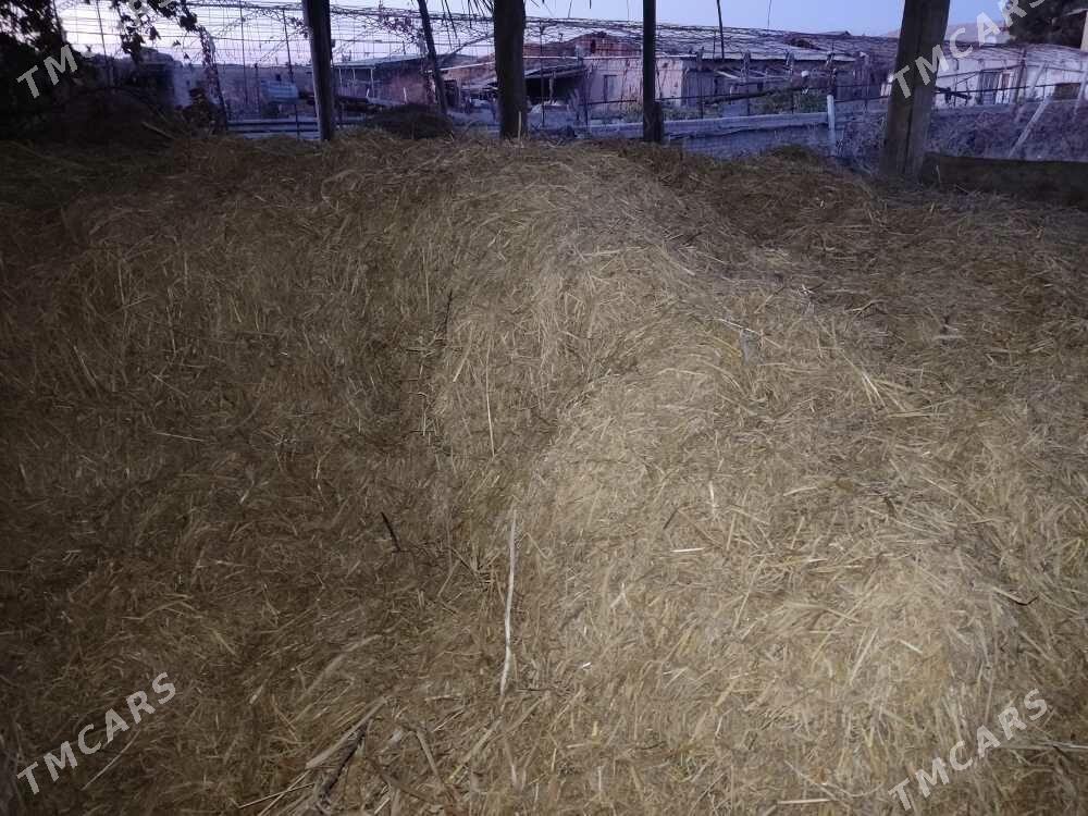 mal oty üwelen görnüşde - Чарджоу - img 1