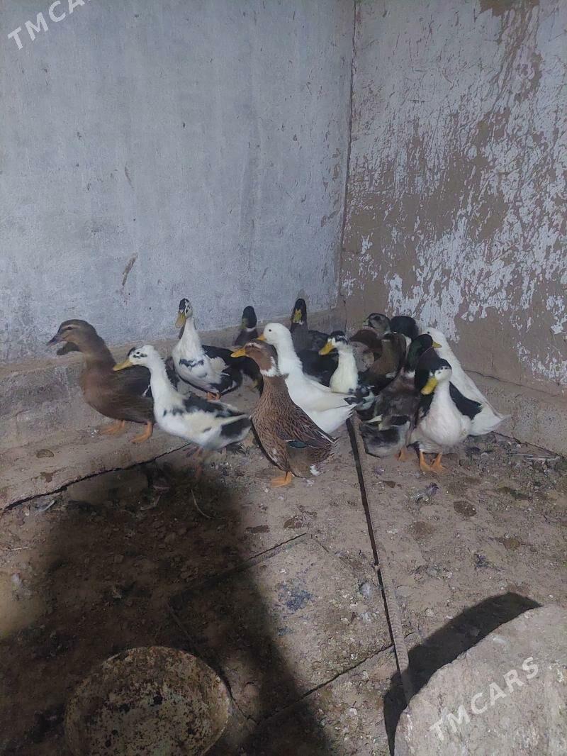 ýaşylbaş örden gaz - Tejen - img 1