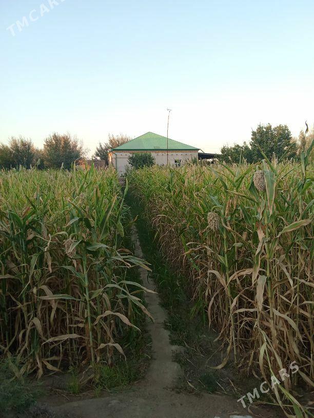 Satlyk jaý - Гороглы (Тагта) - img 1