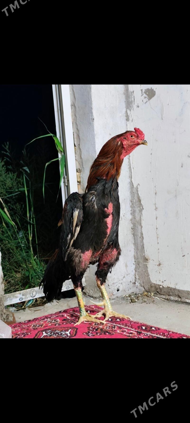 Horaz brazil - Dänew - img 1