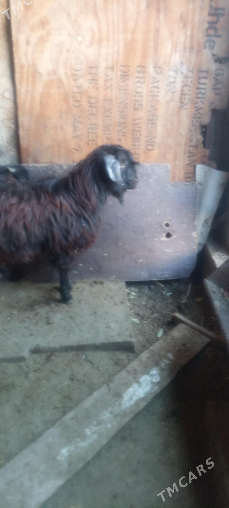 geci - Tejen - img 1