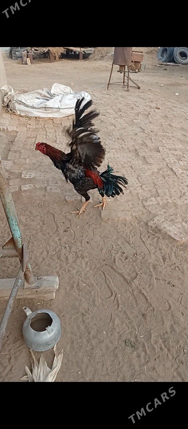 Özbek horazy - Sakarçäge - img 1