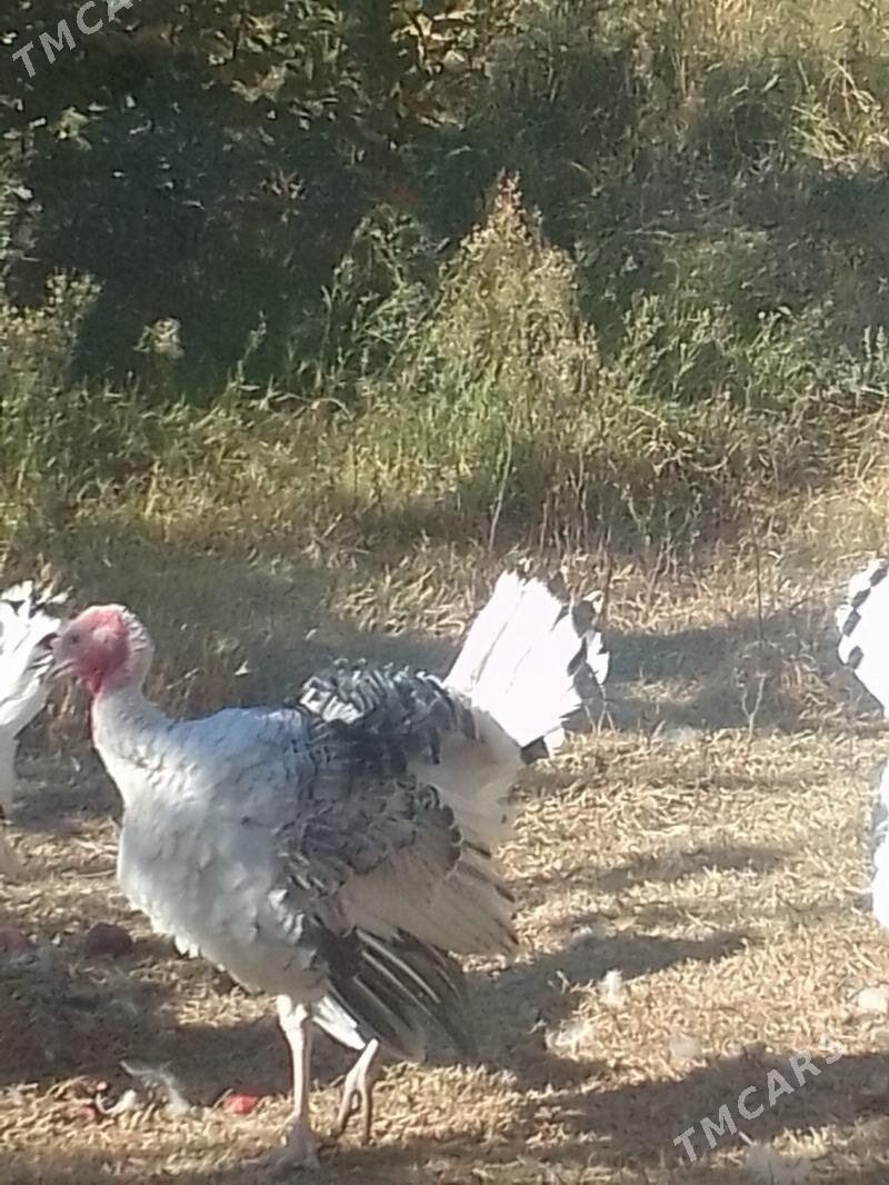 INDUK - Кака - img 1