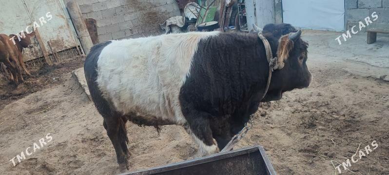 öküz - Бузмеин - img 1