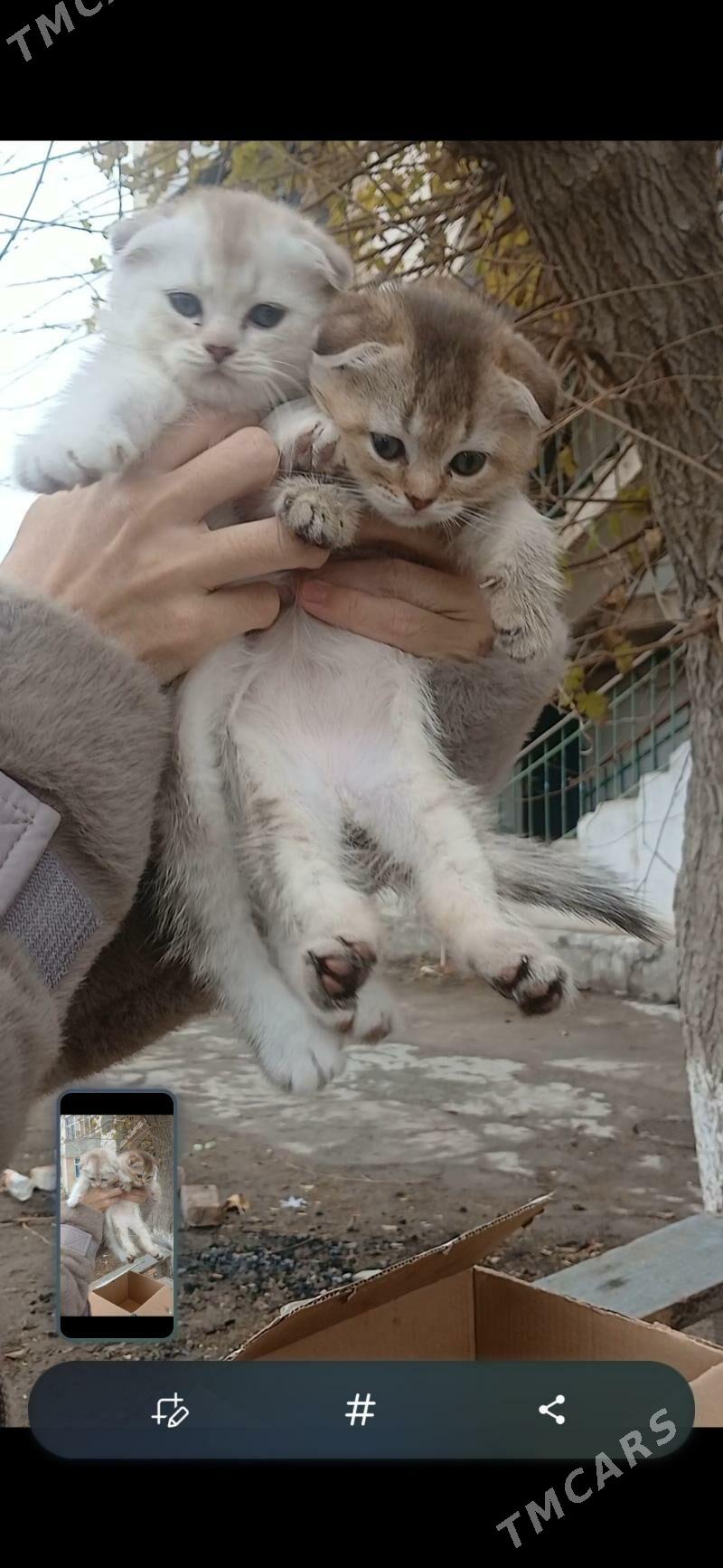 котята шиншилы - Mary - img 1