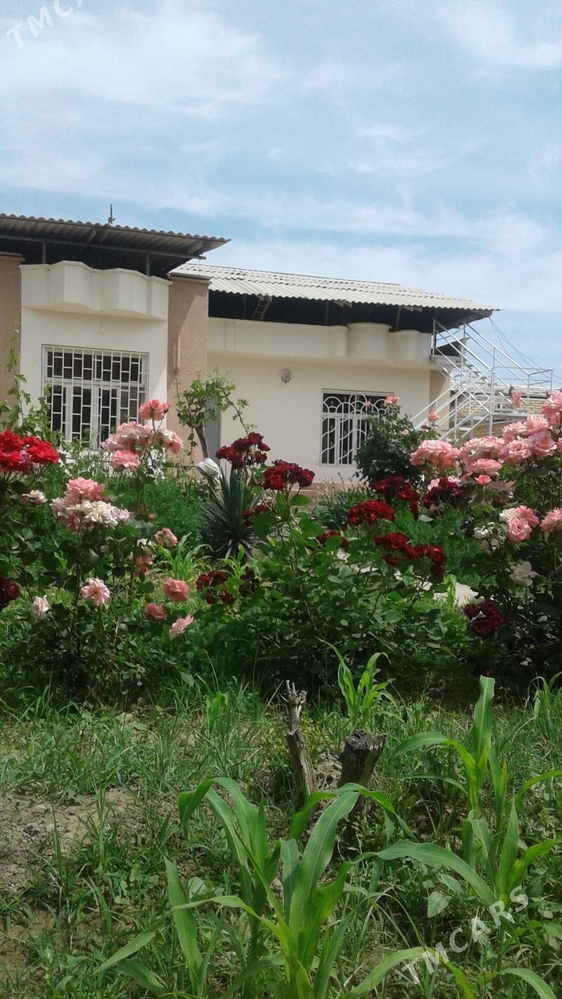 Howly jay - Mary - img 1