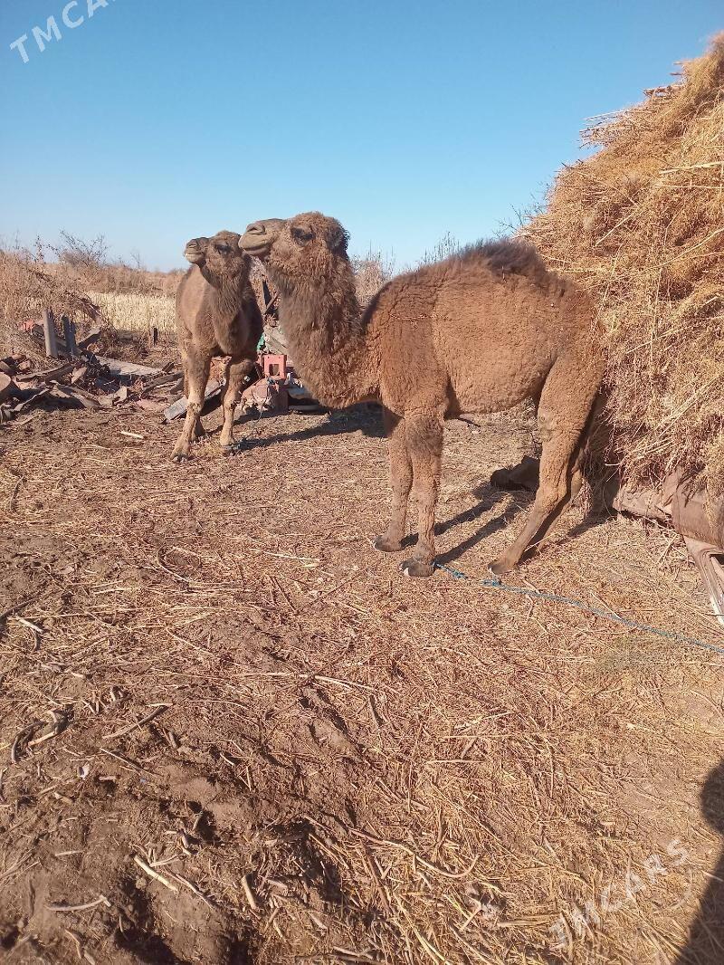 дуйа - Шабатский этрап - img 1