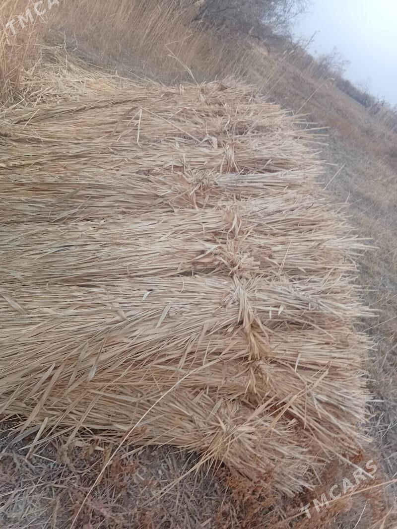 Gamyş - Köneürgenç - img 1