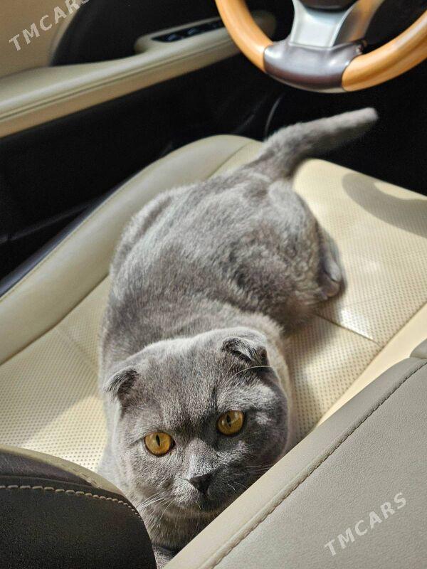 Pisik Satlanskaya Wislouhaya - Aşgabat - img 1