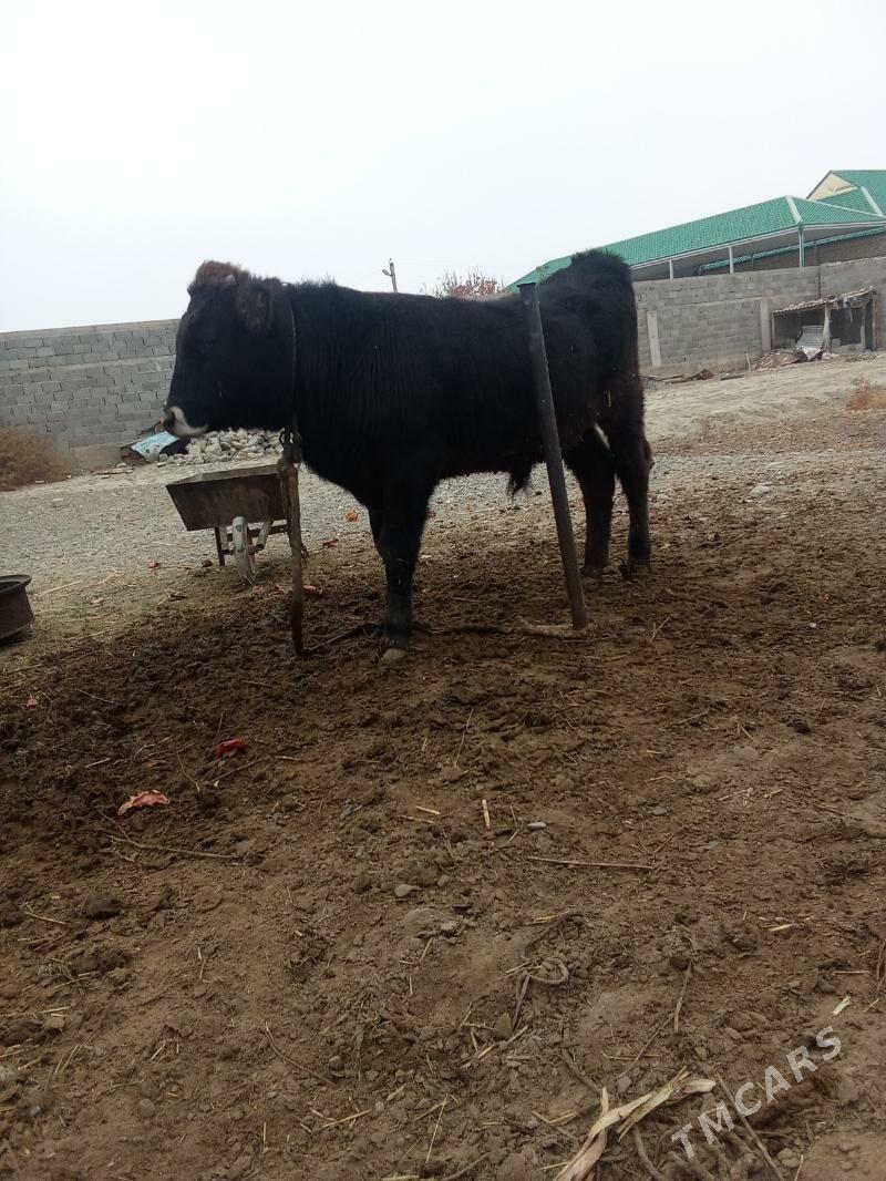 öküzçe - Бахарден - img 1