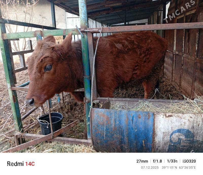 Унажын - Туркменабат - img 1