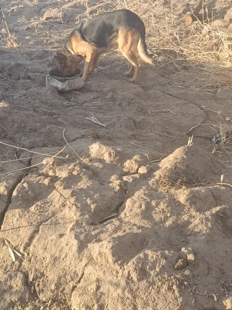 belka awcarka - Губадаг - img 1