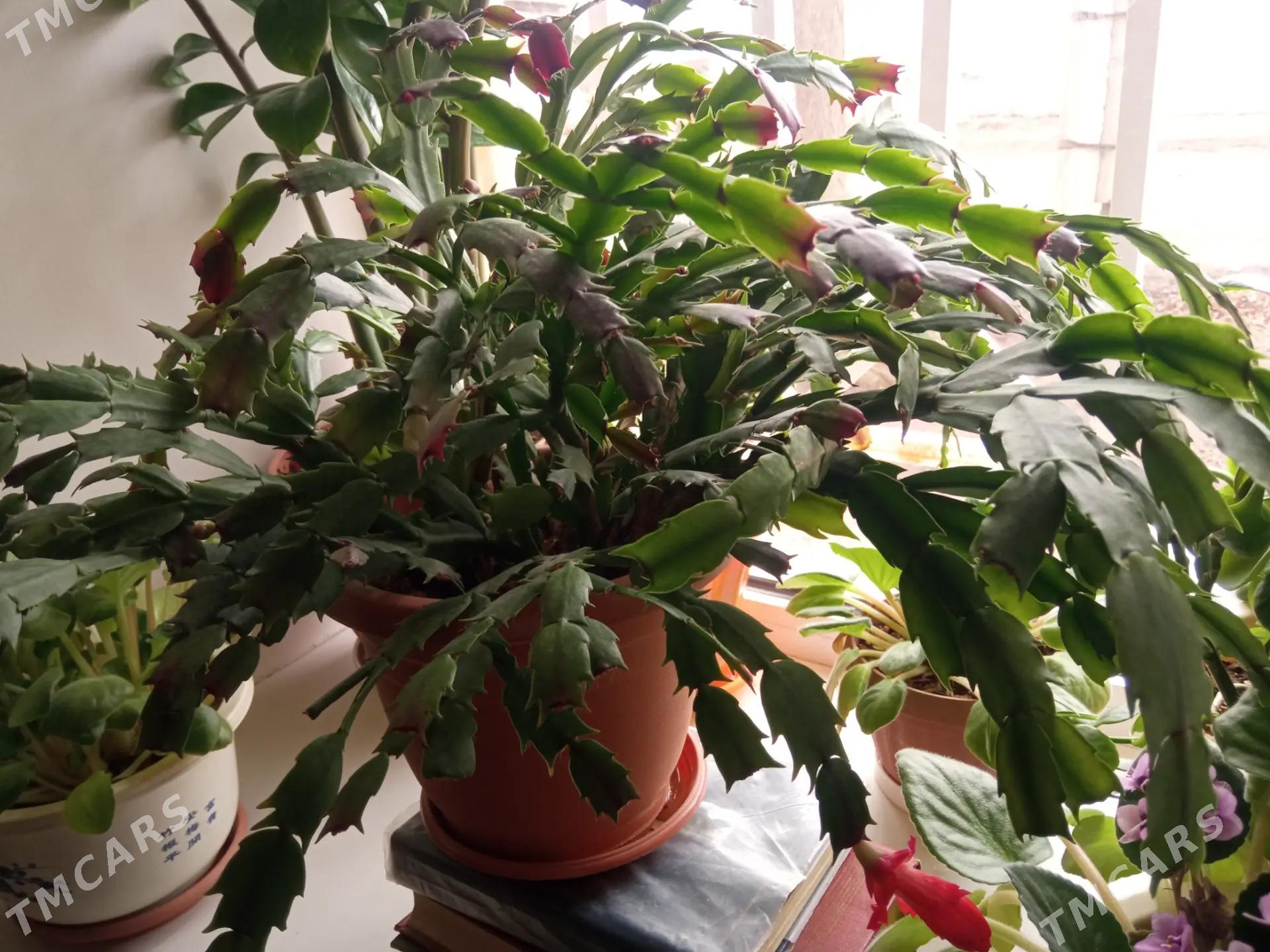 цветы - Мары - img 1